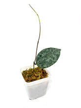 Load image into Gallery viewer, Hoya Caudata Silver Ghost