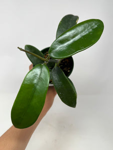 Hoya Meliflua