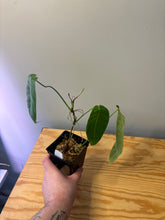 Load image into Gallery viewer, 193. Philodendron Sharoniae