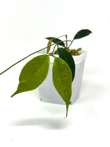 Hoya Exilis