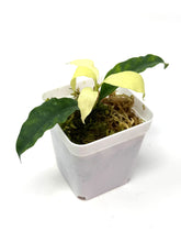 Load image into Gallery viewer, Hoya Multiflora &#39;Ghost&#39;
