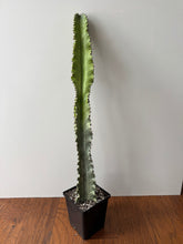 Load image into Gallery viewer, Euphorbia Ammak Variegated