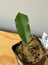 Load image into Gallery viewer, 146. Hoya Erythrina