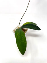 Load image into Gallery viewer, Hoya Ruthiae