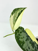 Load image into Gallery viewer, Scindapsus Mayari Variegated B