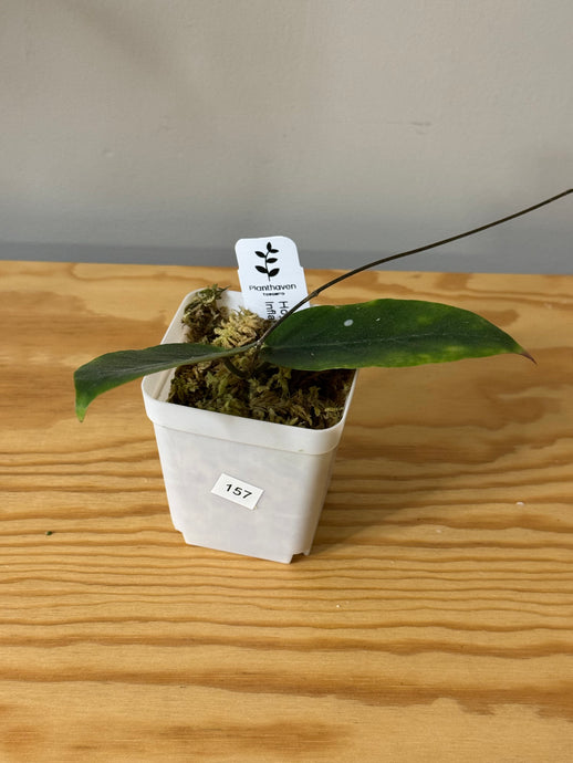 157. Hoya Inflata
