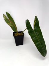 Load image into Gallery viewer, Philodendron Billietiae Variegated E