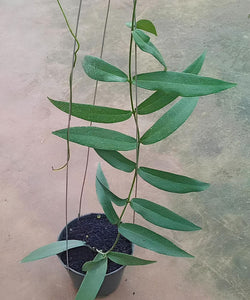 Hoya Brassii
