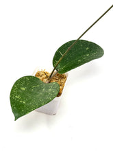 Load image into Gallery viewer, Hoya Glabra Silver H