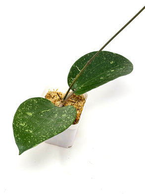 Hoya Glabra Silver H