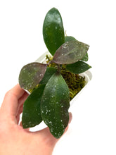 Load image into Gallery viewer, Hoya Walliniana UT-152