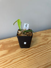 Load image into Gallery viewer, 213. Hoya Burmanica
