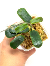 Load image into Gallery viewer, Hoya Rotundiflora