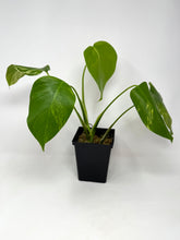 Load image into Gallery viewer, Monstera Deliciosa Aurea Variegated A