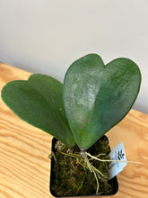 Load image into Gallery viewer, 93. Hoya Kerrii Variegated (inner)