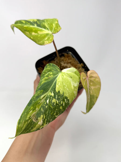Philodendron Gloriosum Variegated G