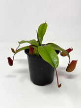 Load image into Gallery viewer, Nepenthes ‘Bloody Mary’