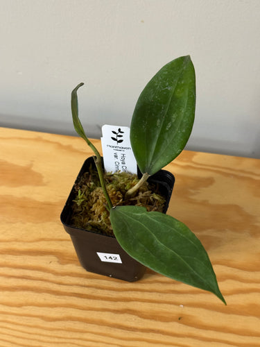 142. Hoya Cinnamomifolia var. Cinnamomifolia