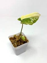 Load image into Gallery viewer, Philodendron Gloriosum Variegated C