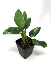 Load image into Gallery viewer, Monstera Standleyana Variegated