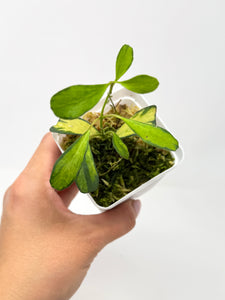 Hoya Manipurensis Variegated A