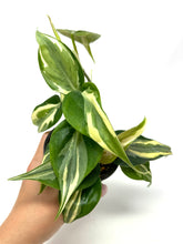 Load image into Gallery viewer, Philodendron ‘Rio’