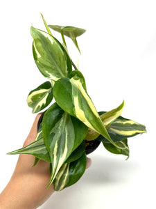 Philodendron ‘Rio’