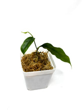 Load image into Gallery viewer, Hoya Danumensis