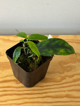 Load image into Gallery viewer, 179. Hoya Cystiantha