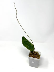 Hoya Lambii Silver F
