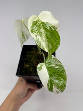 Load image into Gallery viewer, Monstera Deliciosa Albo Variegated B