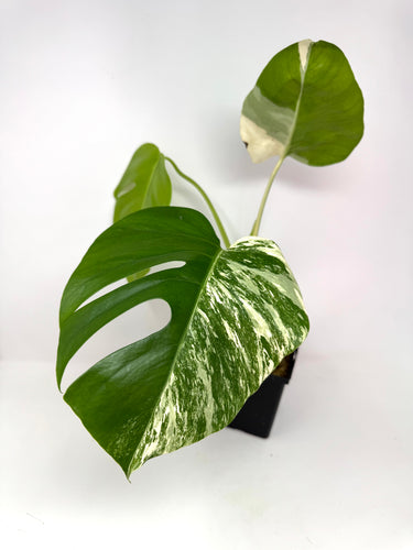 Monstera Deliciosa Albo Variegated D