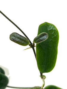 Hoya Rotundiflora