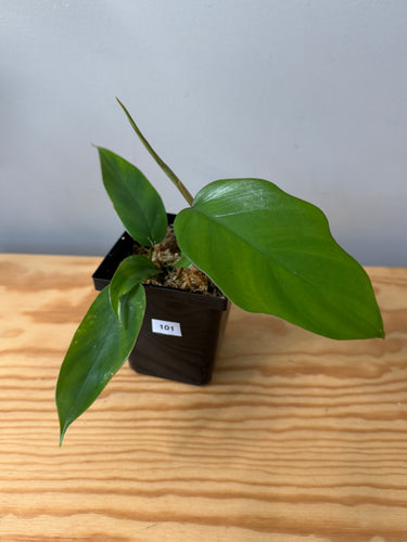101. Philodendron Mayoi (juvenile)