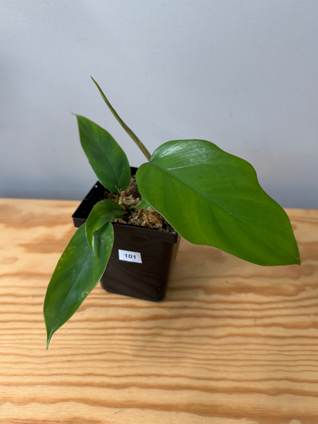 101. Philodendron Mayoi (juvenile)