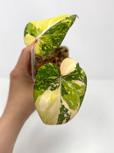 Load image into Gallery viewer, Philodendron Gloriosum Variegated A