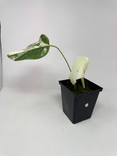 Load image into Gallery viewer, Monstera Deliciosa Albo Variegated H