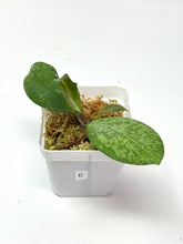 Load image into Gallery viewer, Hoya Meena Silver  (H. Crassipetiolata Splash x H. 'Michele') E