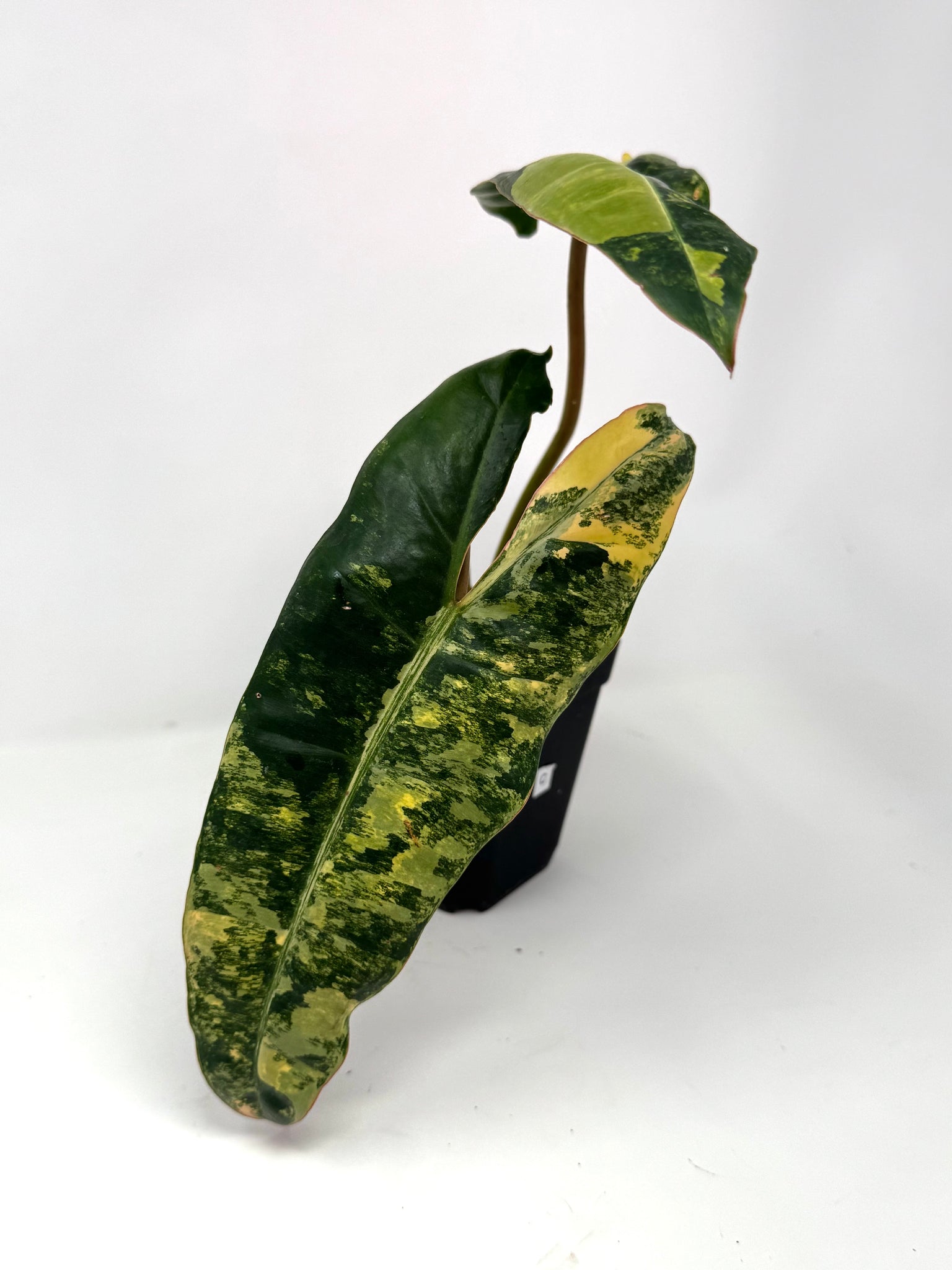 philodendron billietiae etsy Philodendron Billietiae Variegated C – Planthaven Toronto