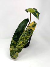 Load image into Gallery viewer, Philodendron Billietiae Variegated C