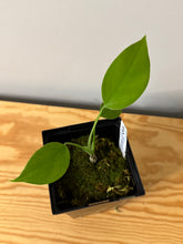 Load image into Gallery viewer, 81. Monstera Deliciosa Albo Variegated