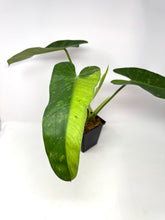 Load image into Gallery viewer, Philodendron Buono (Large)