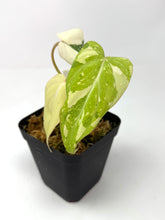 Load image into Gallery viewer, Philodendron Gloriosum Variegated B