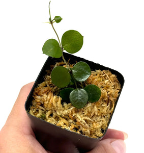 Small Leaf Hoya Bundle