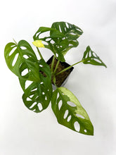 Load image into Gallery viewer, Monstera Adansonii Albo Variegated G