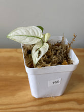 Load image into Gallery viewer, 160. Monstera Adansonii Albo Variegated