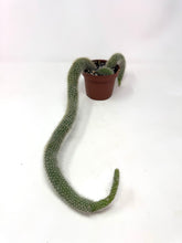 Load image into Gallery viewer, Cleistocactus Colademononis “Monkey Tail Cactus” Large Plant (Long hair variant) - Ships within Canada only