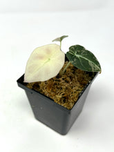 Load image into Gallery viewer, Alocasia Black Velvet Variegated D