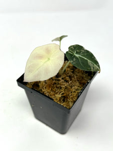 Alocasia Black Velvet Variegated D