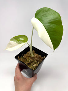 Monstera Deliciosa Albo Variegated B